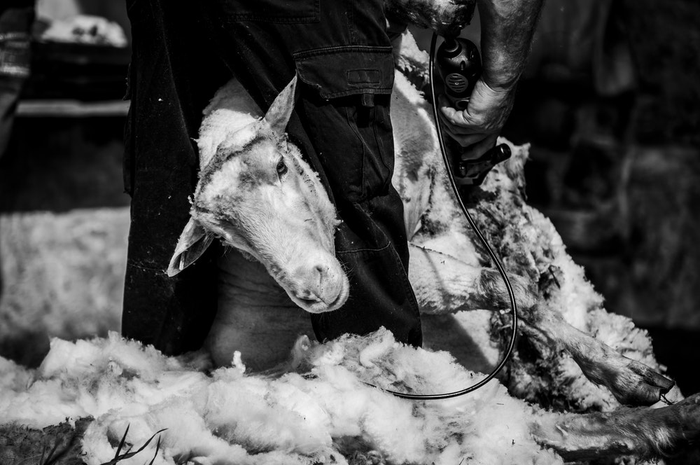 ilustrasi kambing