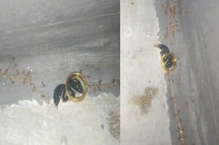 Viral sekelompok semut bawa kalung emas