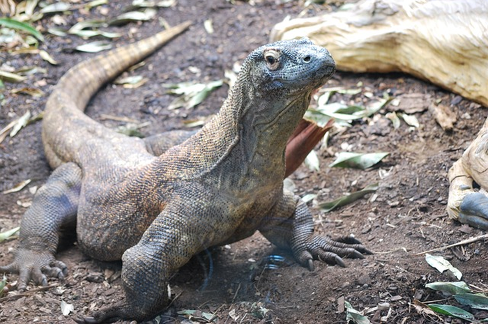 Hewan langkah adalah jarang didapat atau jarang ditemukan, yaitu komodo.