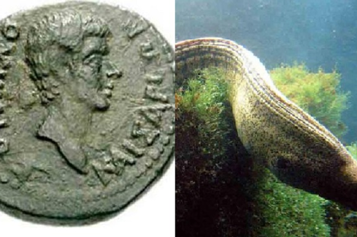 Sebuah koin Romawi klasik dari 27 SM-AD 14 menunjukkan Vedius Pollio - belut moray