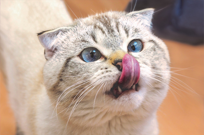 Ilustrasi kucing