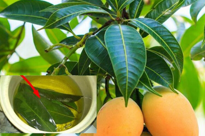 manfaat daun mangga 