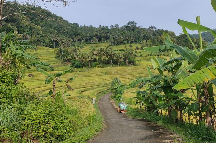 Panorama sawah tadah hujan di Pedukuhan Penggung, Kalurahan Purwosari, Kapanewon Girimulyo, Kabupaten Kulon Progo, Daerah Istimewa Yogyakarta.