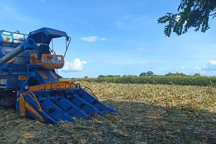 Sirkuit MXGP Indonesia 2022 di Samota, Sumbawa, NTB, sudah mulai digarap, kebun jagung dipanen lebih cepat, Rabu (6/4/2022).