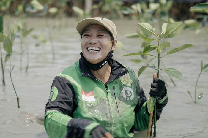 Driver Gojek melakukan penanaman pohon di Taman Konservasi Mangrove Bedono