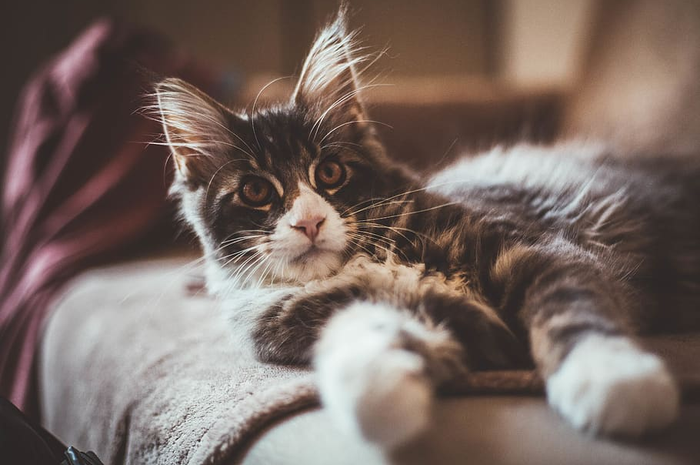 Tips tinggalkan kucing saat mudik