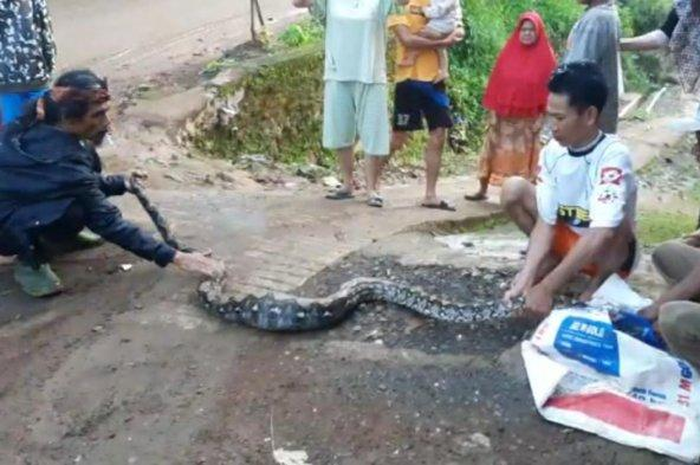 Warga di Dusun Simpay Warg, Desa Jayamekar, Kecamatan Cibugel, Sumedang tengah menangkap ular sanca sepanjang 5 meter, Kamis (5/5/5/2022)