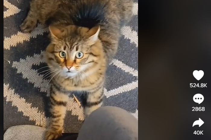 Penampakan kucing yang hobi dengerin Metallica