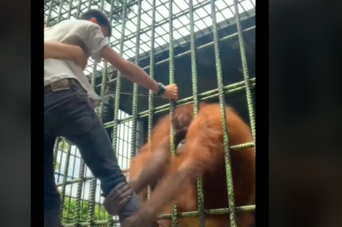 Video viral pria yang ditarik orang utan.