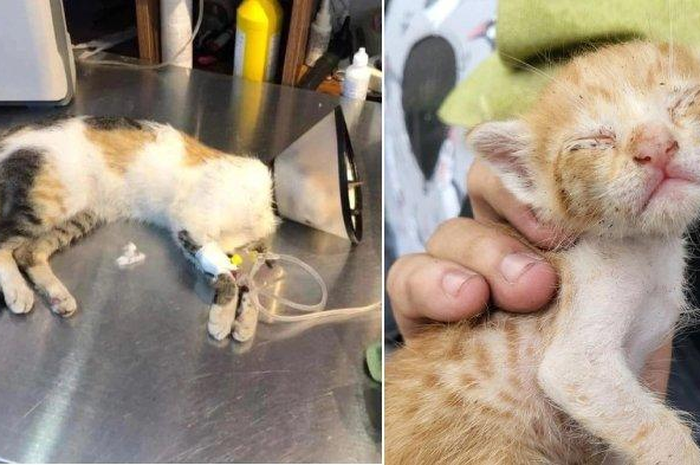 Dapat bintang satu, pemilik restoran tega pukuli 20 kucing yang dianggap jadi sebab.