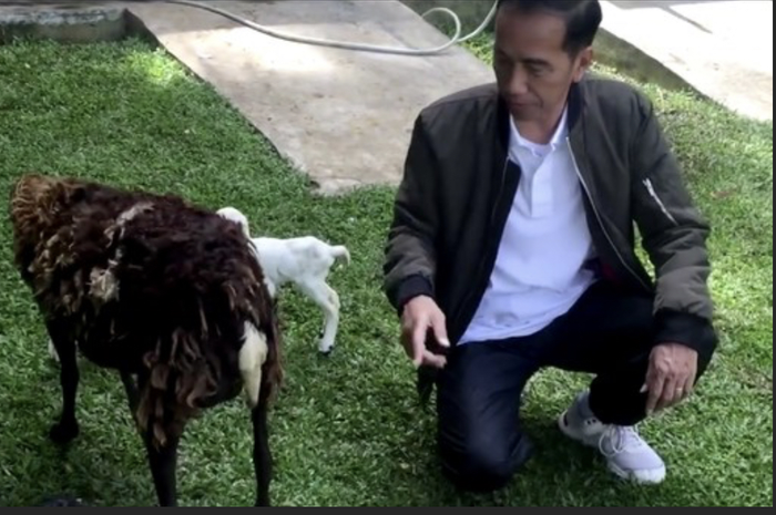 Presiden Jokowi syok saat tahu semua rahasianya bocor di Istana Merdeka gegara ini. Sang presiden sengaja unggah foto angon kambing.