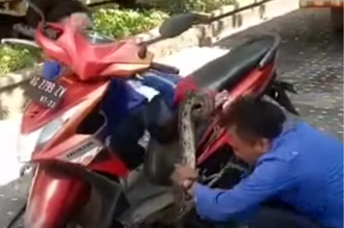 Damkar Trenggalek Evakuasi Ular Piton 2 Meter dari Honda BeAT
