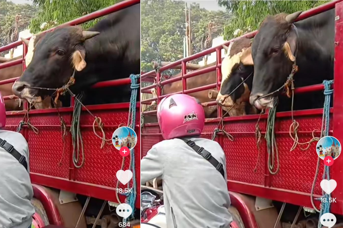 Hewan kurban isengin pemotor di lampu merah