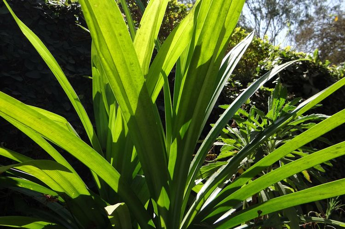 Tips hidup: cara usir kecoak dari kamar mandi hanya dengan modal daun pandan