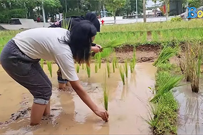 Ini jawaban sebelum menanam tumbuhan tertentu, apa saja yang perlu diperhatikan agar tanaman dapat tumbuh dengan baik.