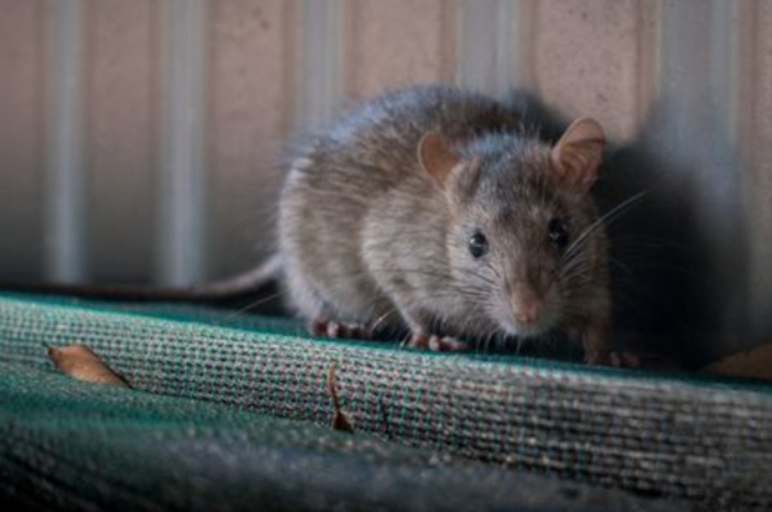 tips usir tikus dari rumah dengan 2 bahan dapur ini