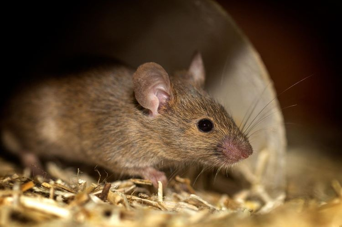 Tips hidup untuk usir tikus dari rumah.