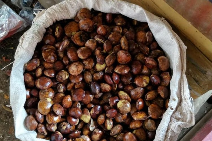 Jengkol