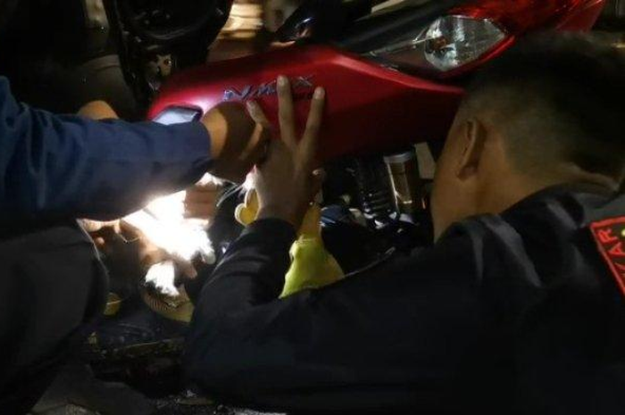 Seekor kucing terjebak di dalam Yamaha NMAX, petugas Damkar langsung gerak cepat.