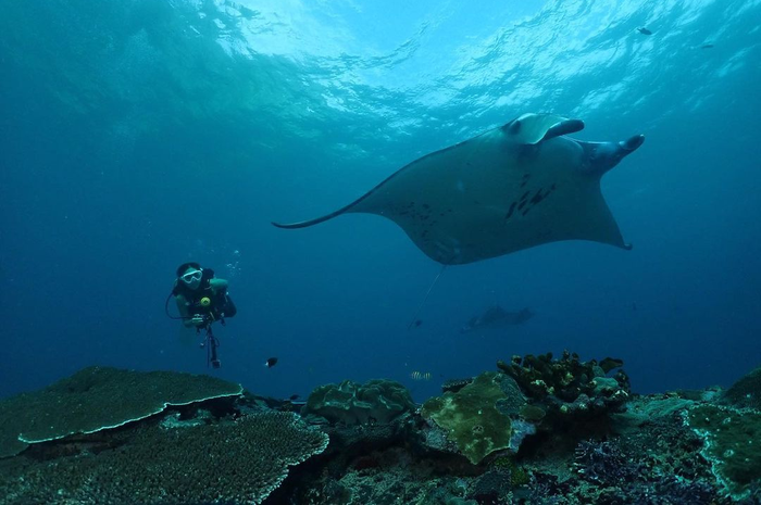 Gisel sampai bilang begini ke pria ini setelah ketemu ikan raksasa di Nusa Penida Bali. Foto janda Gading Marten diving disorot.