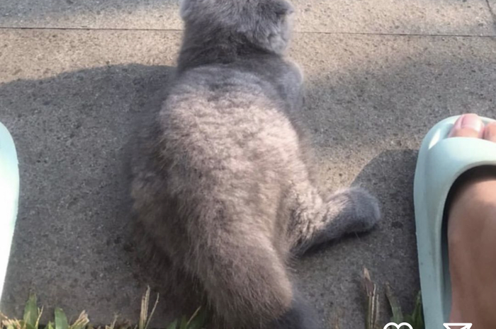 Kucing Gisel senang lakukan ini di pagi hari. Foto aksinya diunggah. Kucing Gisel tampak semakin lucu. 