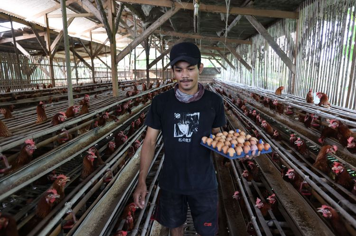 Gambar ilustrasi harga sembako telur ayam.