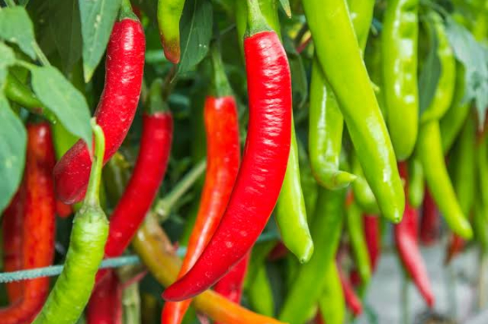 Harga sembako cabai merah dan cabai hijau