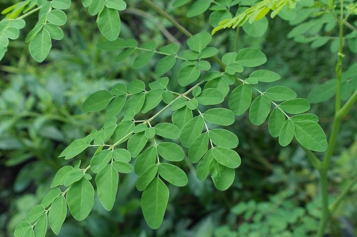  Manfaat Daun Kelor untuk Kesehatan, Bikin Badan Semakin Sehat