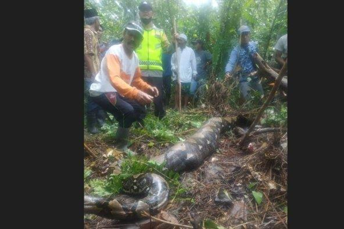 Zahra meninggal dunia lantaran dimangsa ular piton.