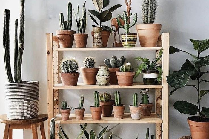 Feng shui menyebut 3 bahaya ini jika kita simpan kaktus di dalam rumah. Padahal tanaman ini bikin cantik foto interior. 
