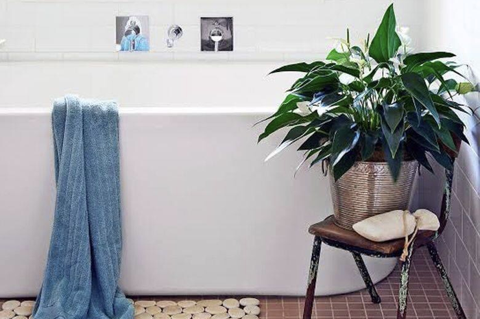 Inilah 9 tanaman penghilang bau toilet yang dijamin selalu bikin segar. Wangi alami kamar mandi dipuji Ibu-ibu. Intip foto profilnya. 