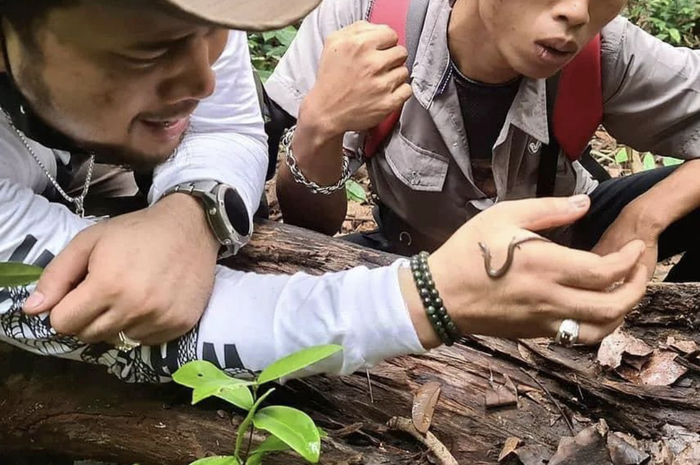 Alprih Priyono mantan asisten Panji Petualang jadi korban ular king cobra yang kaget karena ulah warga. Foto jenazahnya viral.