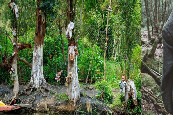 Kisah Kelam Hutan Aokigahara: Misteri Orang-orang Jepang 'Terhipnotis'  untuk Bunuh Diri