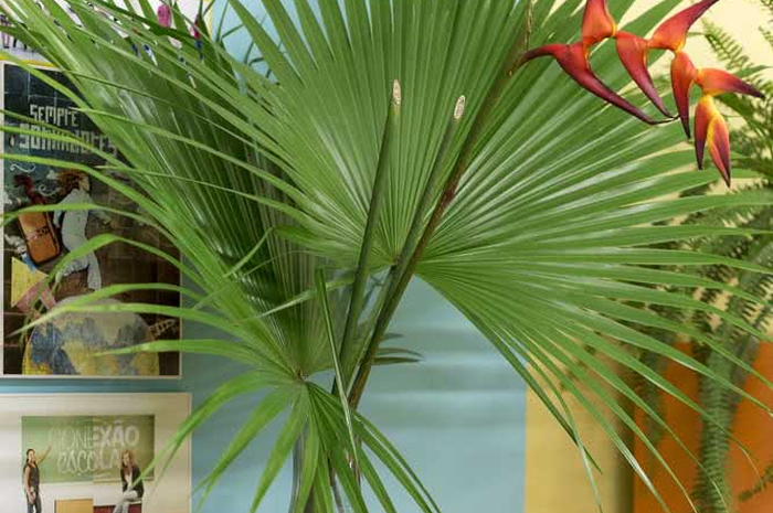 Ilustrasi Heliconia