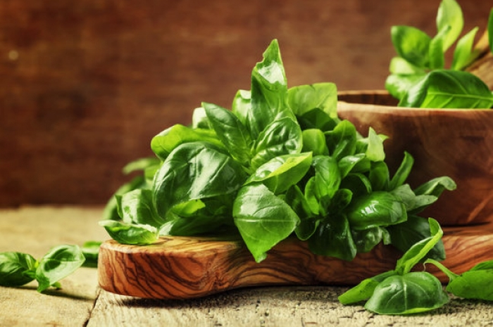 Manfaat daun kemangi