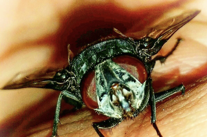 Lalat bisa dibasmi dengan membuat perangkap alami yang murah dan mudah.