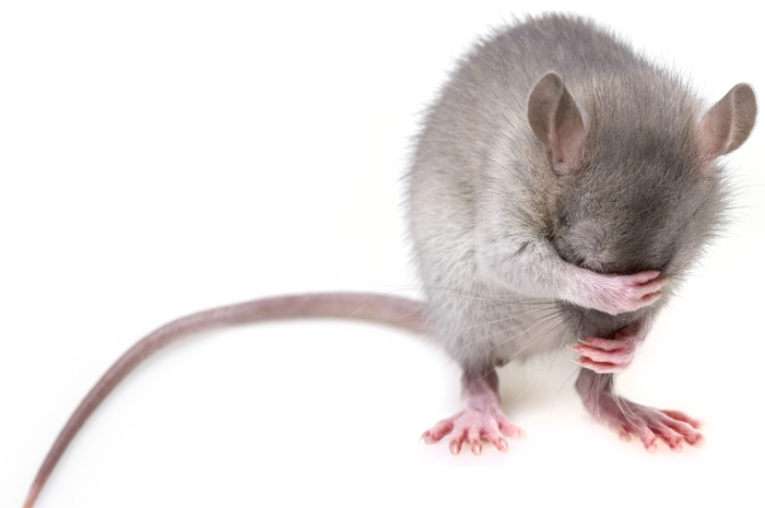 Cara memberantas tikus di rumah.