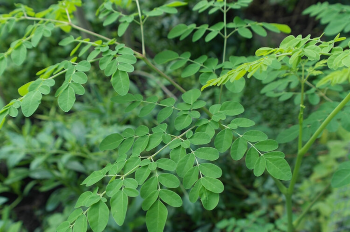 tips meracik masker daun kelor