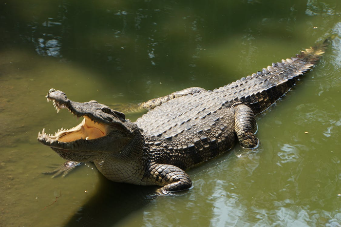 Ilustrasi buaya