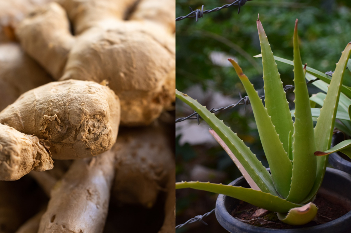 Manfaatkan berbagai herbal atau makanan sehat untuk menjadi obat alami melawan diabetes, mulai dari jahe hingga aloe vera.
