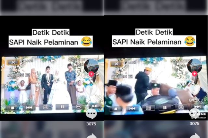 Tampak sapi naik ke pelaminan, somtak pasangan pengantin dan undangan kocar-kacir 