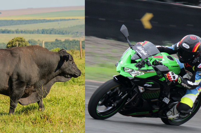 Sapi Brangus, salah satu sapi yang sering dijadikan kurban dengan bobot sekitar 200 kg dan harga yang mencapai dua unit Ninja ZX-25R. WOW