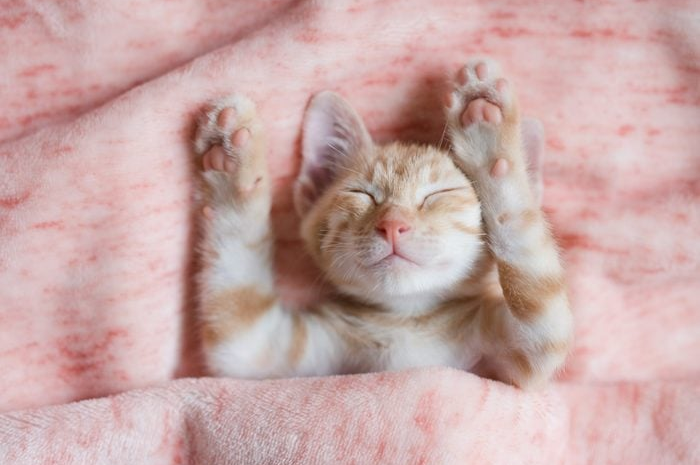 Ilustri kucing