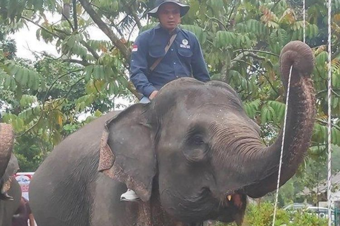 Gajah bernama Vera tengah mengerek tali bendera pada upacara HUT RI, Kamis (17/8/2023).