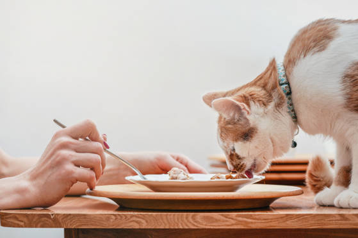 Ilustrasi kucing makan makanan manusia