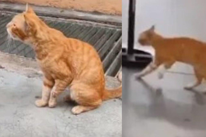 Kisah kucing oren jalan tertatih-tatih.