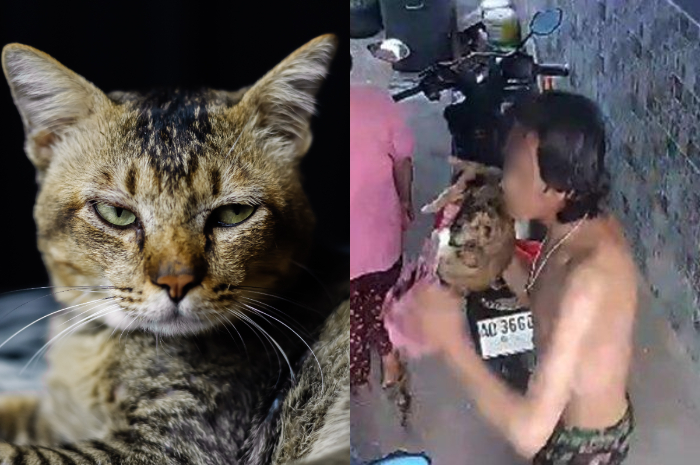 Pemuda aniaya sejumlah kucing lantaran tersulut emosi.