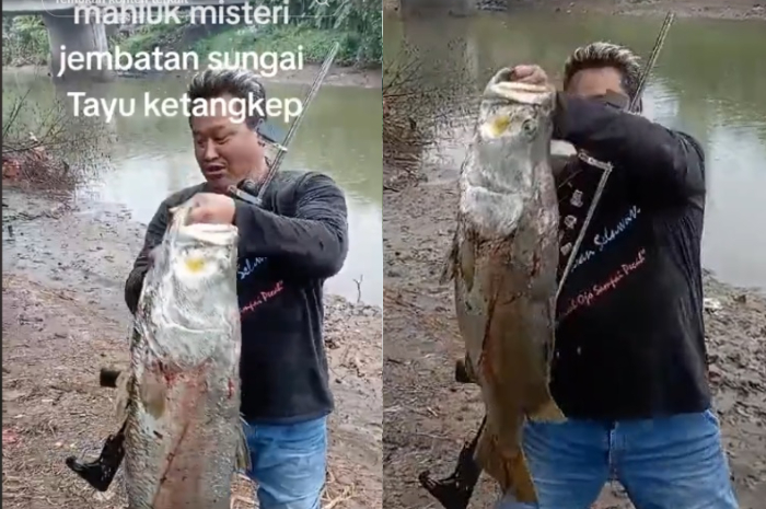 Seorang pria berhasil mendapatkan ikan kakap putih berukuran jumbo di sungai Tayu, Pati.