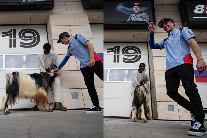 momen Marc Marquez dikirimi kambing oleh tim Gresini Racing jelang MotoGP Qatar 2024.