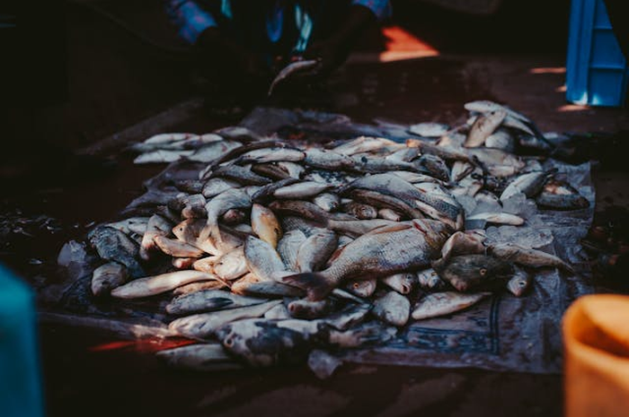 Ilustrasi ikan